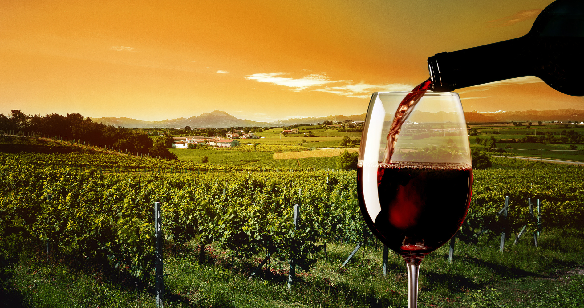 Disfruta de las mejores rutas del vino con Privilegios en Compras